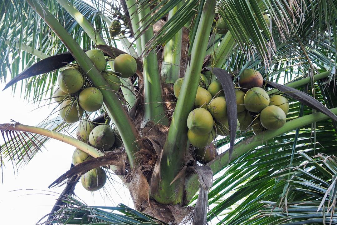 coconuts