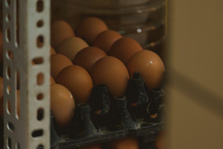 egg packaging disposal