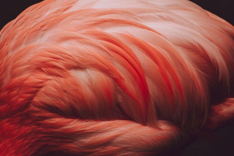 hair dyeing