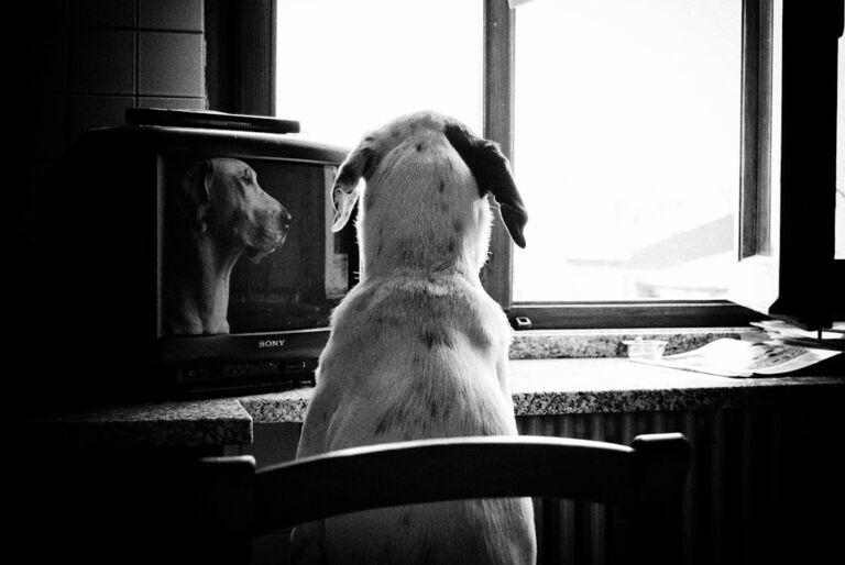 watch dogs